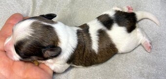 Yorkshire Terrier s PP - 2