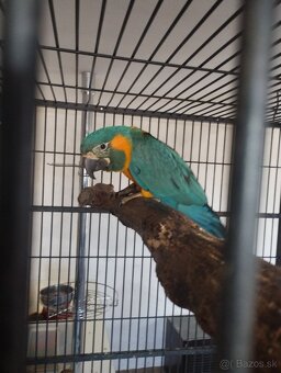 Ara kaninda pár 1/1 - 2