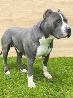 Krytie - AMERICKÝ STAFORDŠÍRSKY TERIÉR (amstaff, staford) - 2
