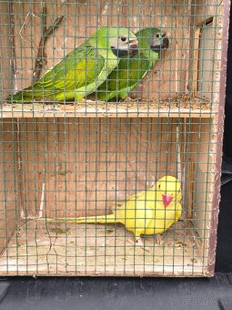 Alexander Fuzaty - 2