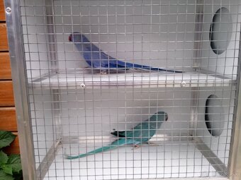 Alexandre malé ročník 24(DNA+PBFD test). - 2