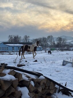 Žrebček na predaj - 2