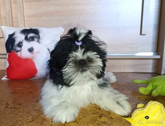 Shih-tzu s PP posledné šteniatko (shih tzu, shitzu, si-tzu) - 2
