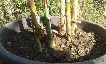 trstina obrovská Aruna Arundo-donax Trsteník - 2