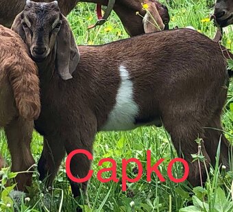 na predaj anglonubijský capko - 2
