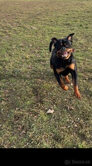 Rottweiler darujem - 2