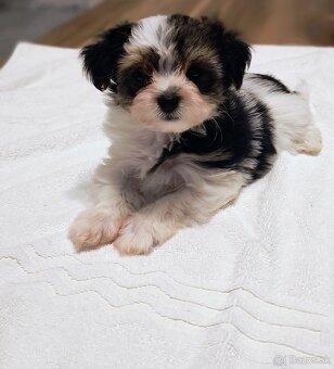 Šteniatko Yorkshire Biewer Terrier - 2