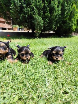 Yorkshire terrier mini - 2