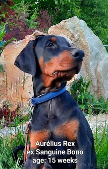 DOBERMANN šteniatka s P.P. - 2