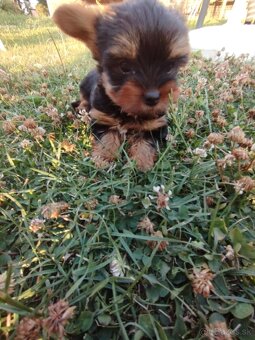 Yorkshire terrier, yorkshirsky terier, york - 2
