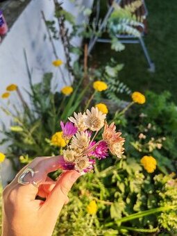 Fialový a biely sucho-kvet (slamienka) 🌸 - 2