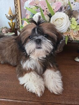 Šteniatka shi tzu - 2