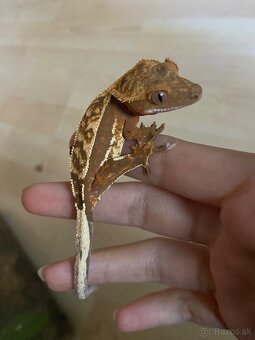 Predám pagekony riasnaté - 2