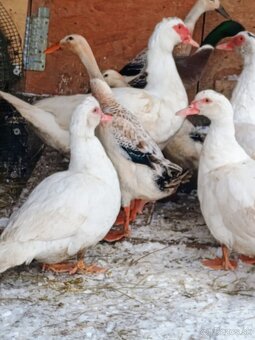 Predám kohútov aj kačky - 2