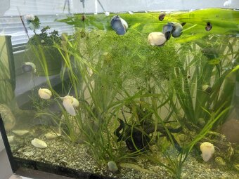 Ampulária žltá a modrá - 2