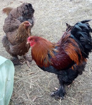 Kohút brahman jarabičí - 2