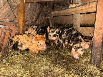 Selata kune kune - 2