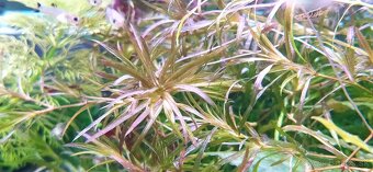 Rastliny do akvária - 2