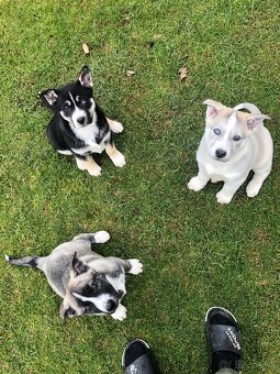 Labrador x Husky - 2