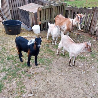 Predam 2 mesačnych capkov - 2