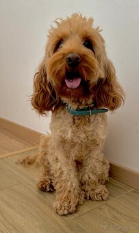 Cockapoo krytie - 2