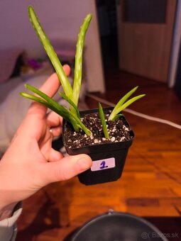 Aloe Vera - 2