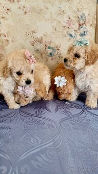 Toy Pudlik - Mini Pudel - 2