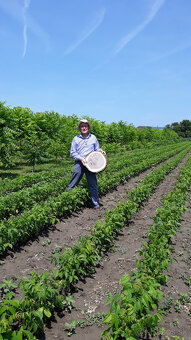 Orech čierny, rýchlorastúca drevina-Investícia do budúcnosti - 2