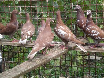 Predám poštové holuby Meulemans - 2