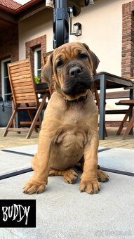 Tosa Inu - štěňátka s PP - 2