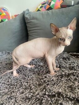 Sphynx macicka - 2