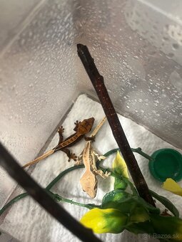 Pagekon riasnaty (correlophus ciliatus) - 2