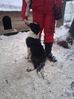 Predam border koliu - 2