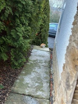 Darujem mačiatka - 2