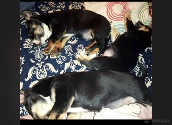 Darujem šteniatka - 2