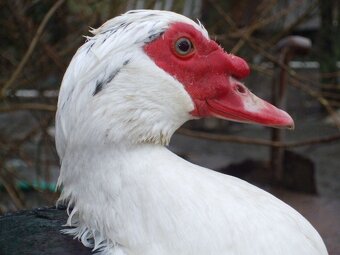 Kačacie vajíčka - 2