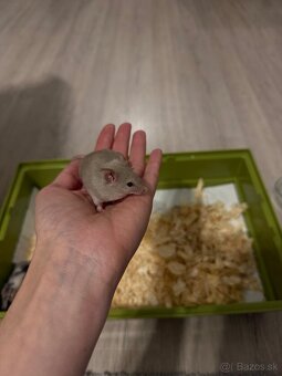 Myší - 2