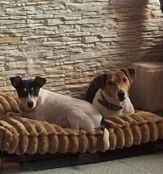 Jack Russell Teriér - 2