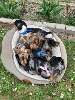 Jazvečík trpasličí krátkosrstý - 2