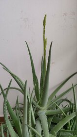 Aloe Vera viac rastlín - 2