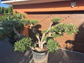 Predám Olivovník bonsai - 2
