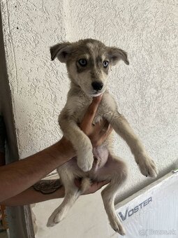 Sibírsky husky - 2