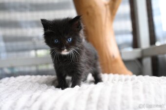Mainská mývalia - maine coon - 2 mačiatka s modrými očkami - 2