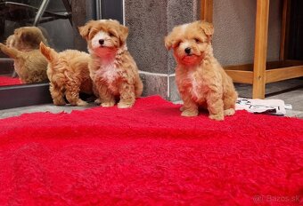 Maltipoo - 2