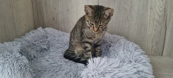 Darujeme kocúrika - 2