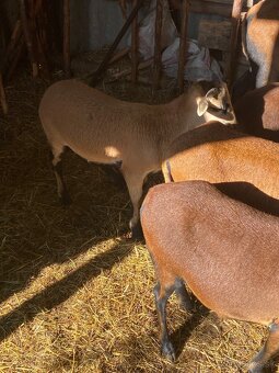 Predám kamerunskú ovcu a barana - 2