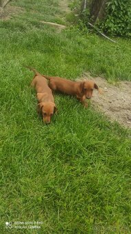 Predám jazvečíkov krátkosrstých 1 REZERVOVANÁ - 2