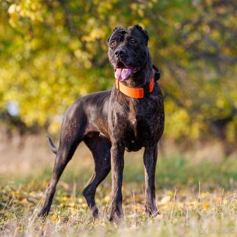 Bandog - 2
