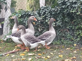 Predám landeské husi - 2