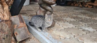 Darujem maciatka - 2